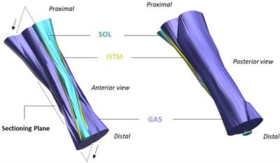 Force Transmission Between the Gastrocnemius and Soleus Sub-Tendons of the Achilles Tendon in Rat